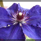 Clematis