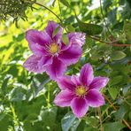 Clematis