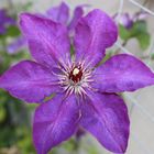 Clematis