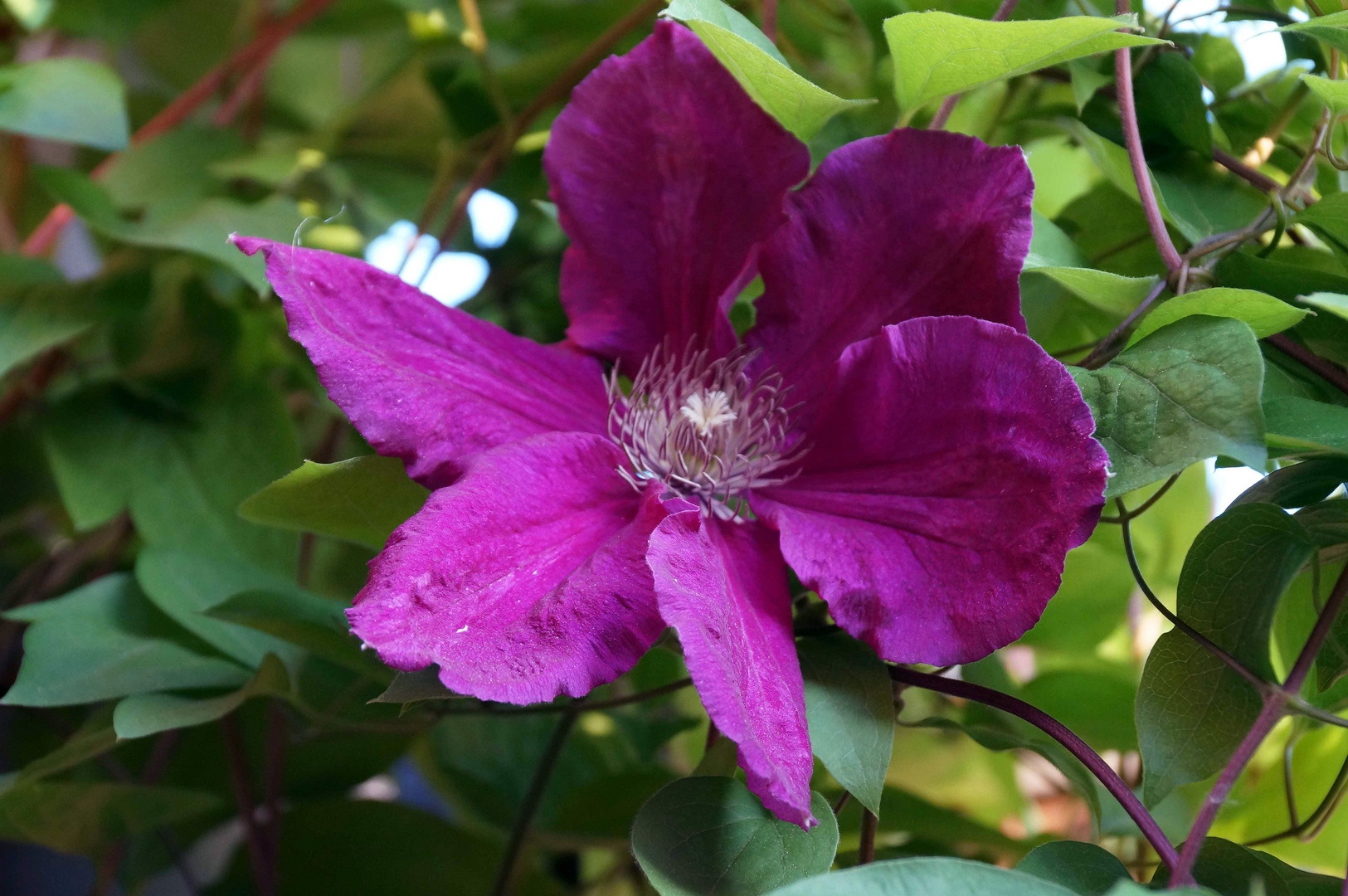 Clematis