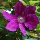 Clematis