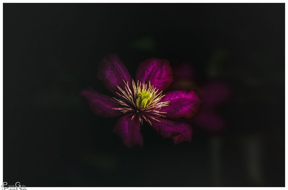 Clematis