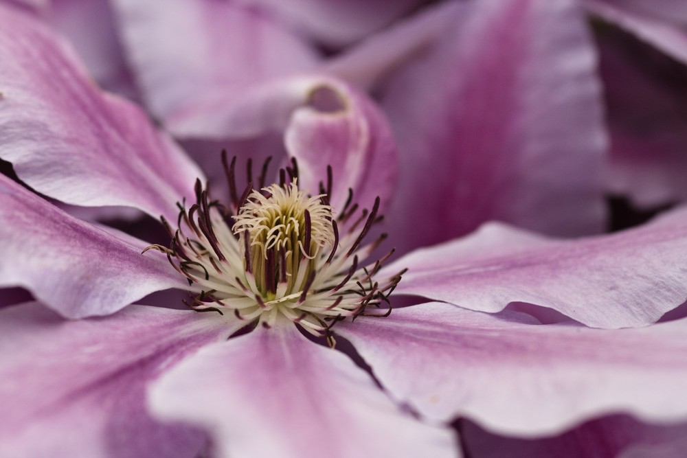 Clematis