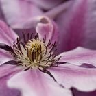 Clematis