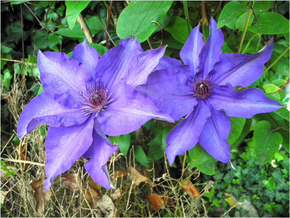 Clematis