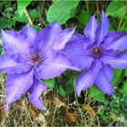 Clematis