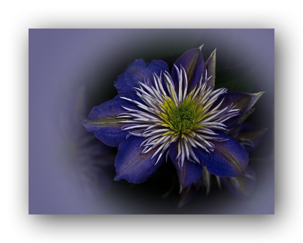 Clematis