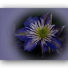 Clematis