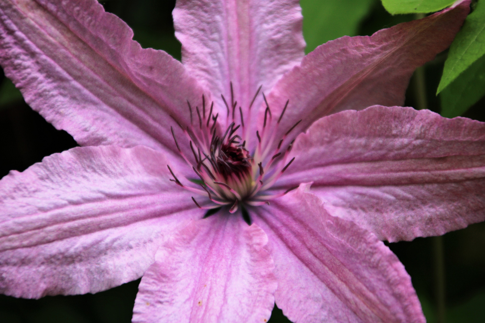 Clematis