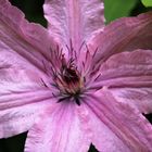 Clematis