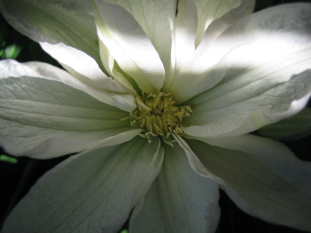 Clematis