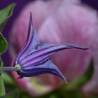 Clematis