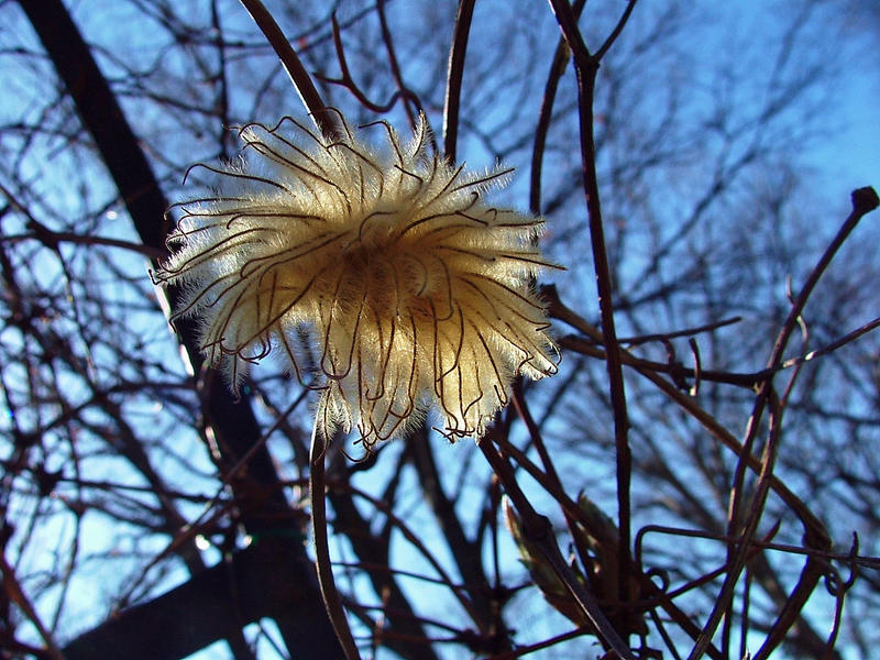 Clematis