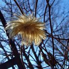 Clematis