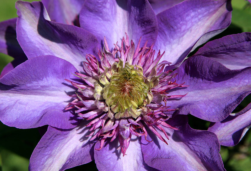 Clematis