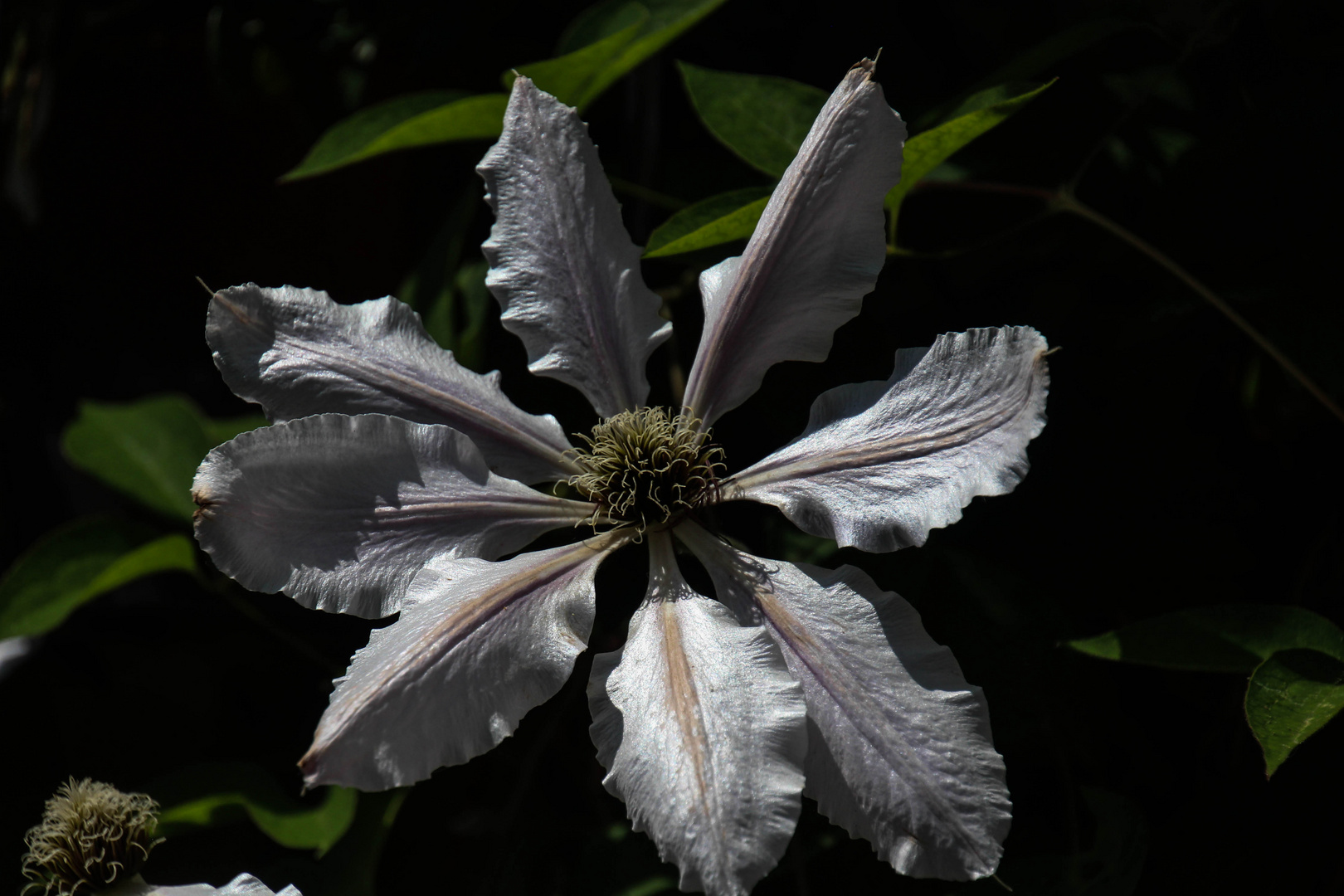 Clematis