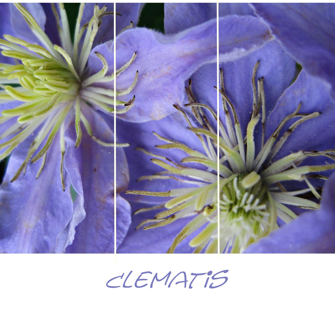 Clematis