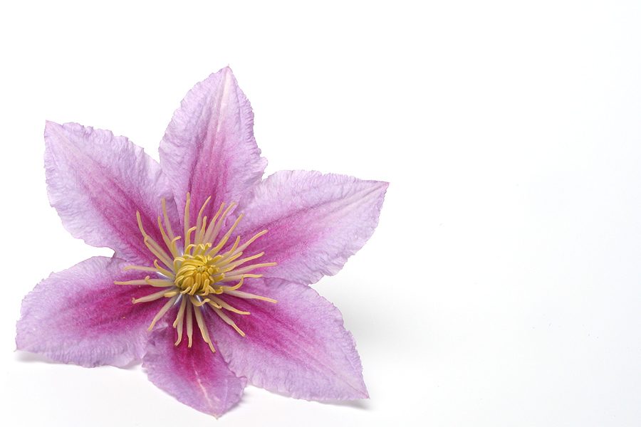 clematis