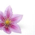 clematis