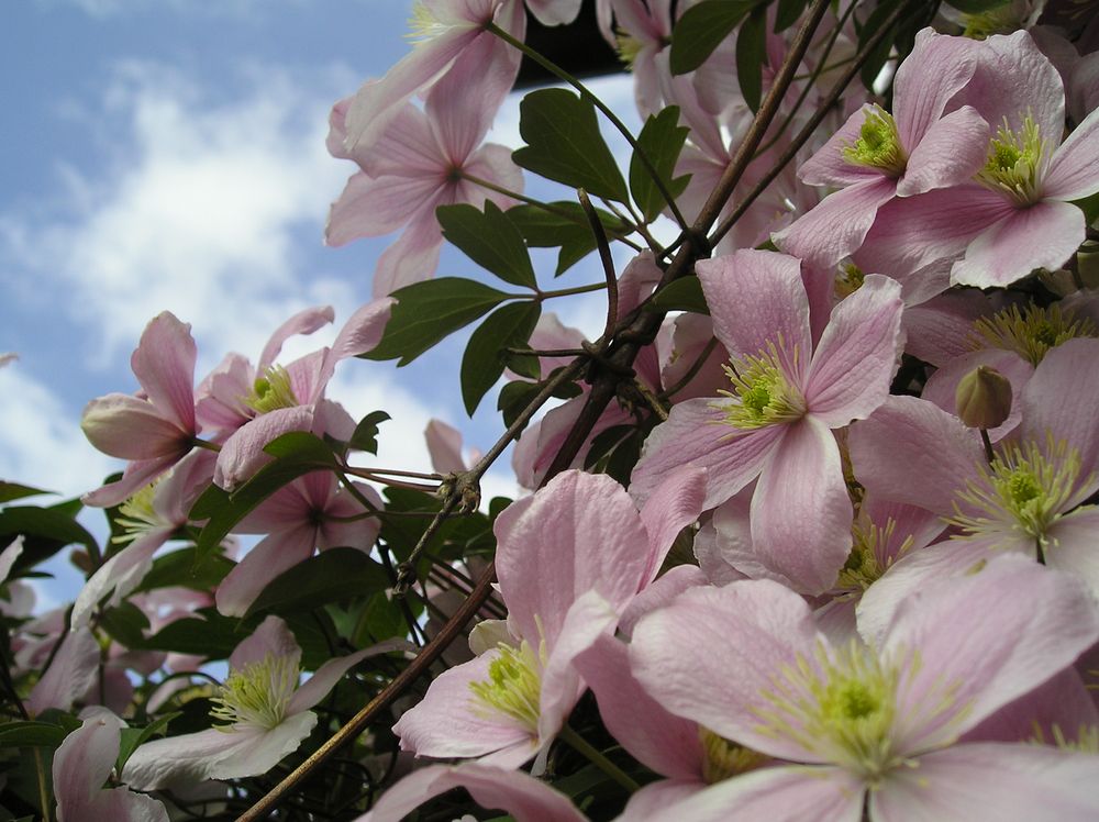 Clematis