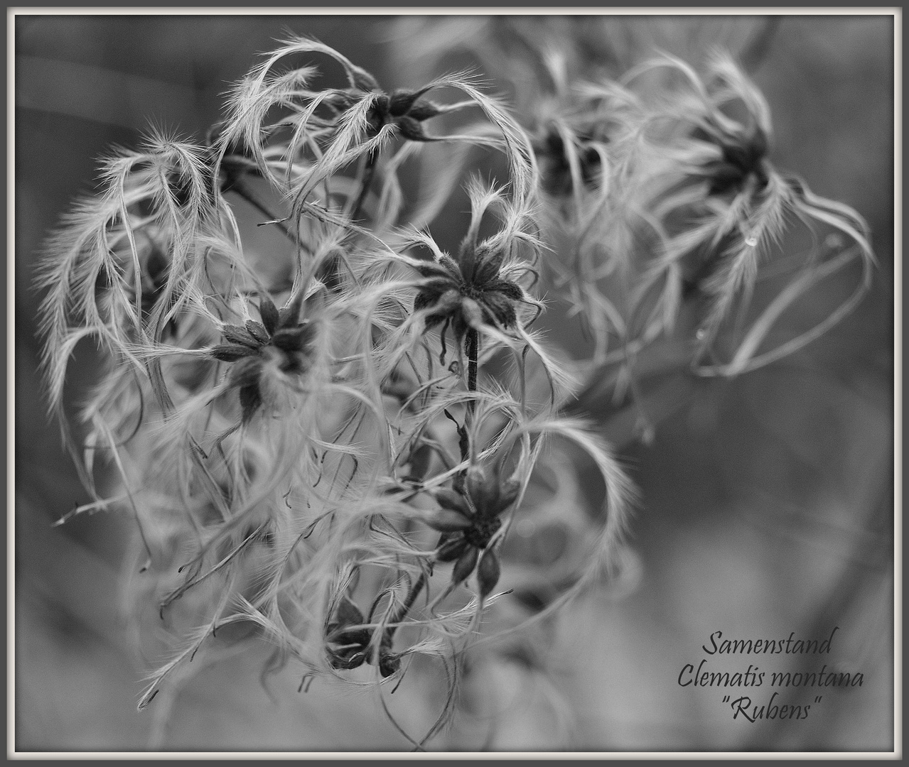 Clematis