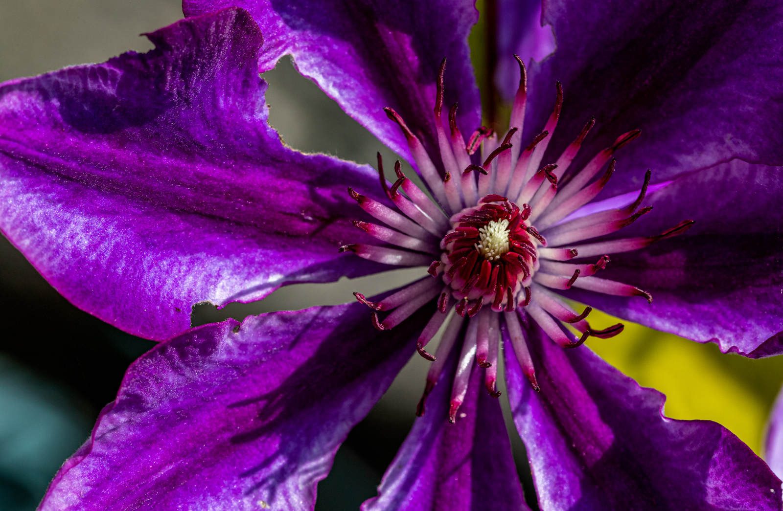 Clematis