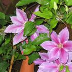 Clematis