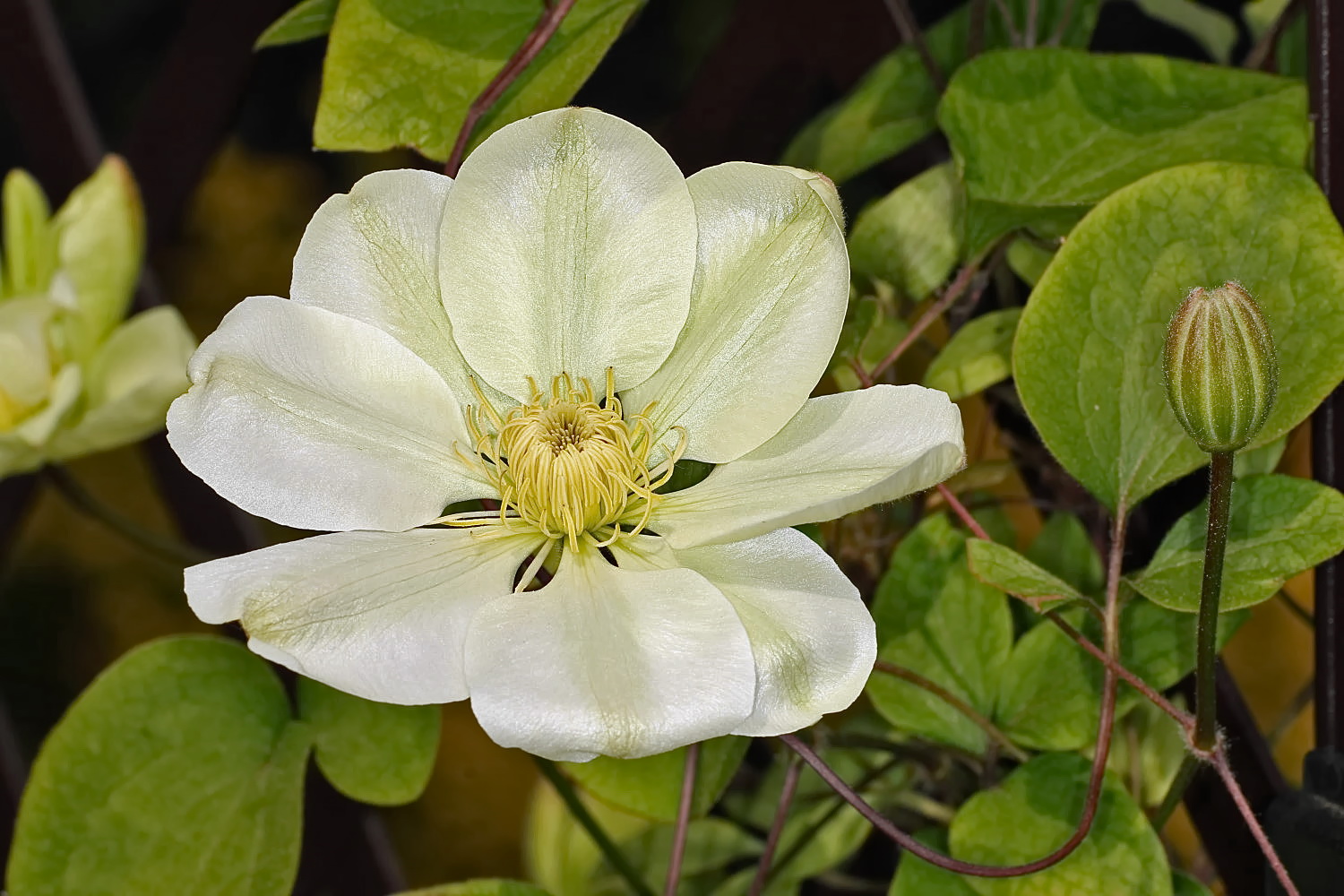 Clematis