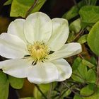 Clematis