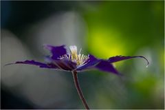 Clematis....