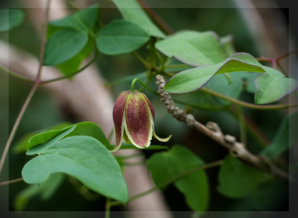 Clematis