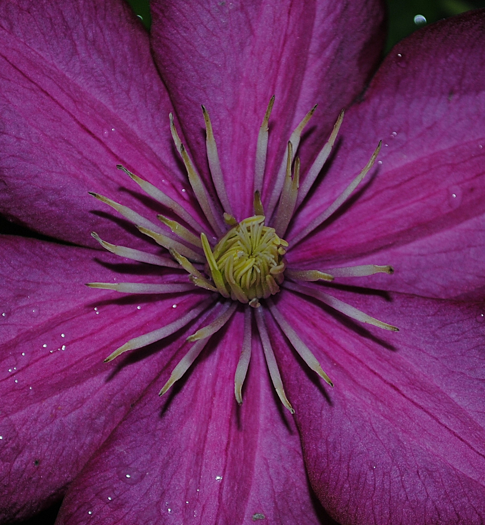 Clematis