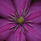 Clematis