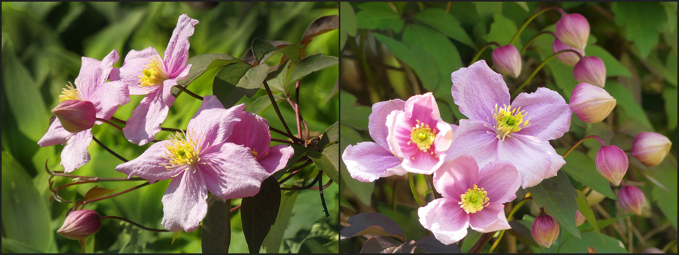 Clematis