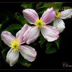 **Clematis**