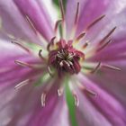 Clematis