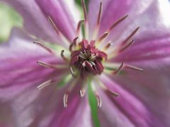 Clematis