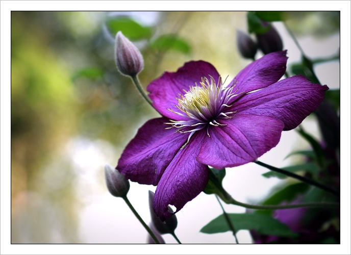 Clematis