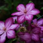 Clematis