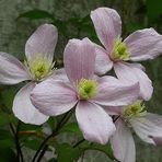 Clematis