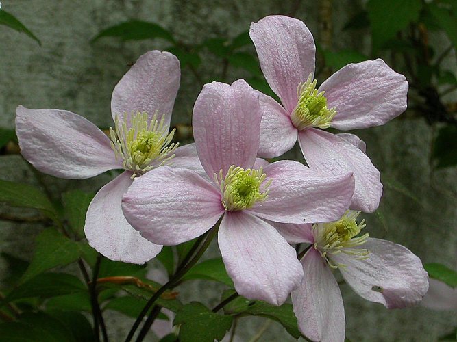 Clematis Foto & Bild pflanzen, pilze & flechten, blüten
