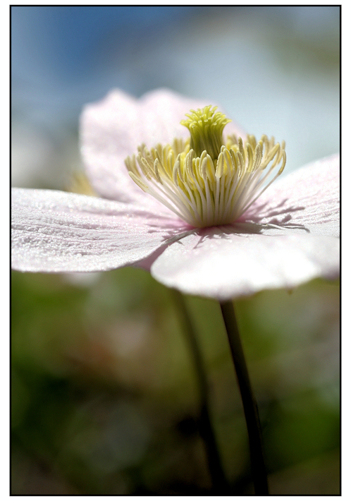 Clematis