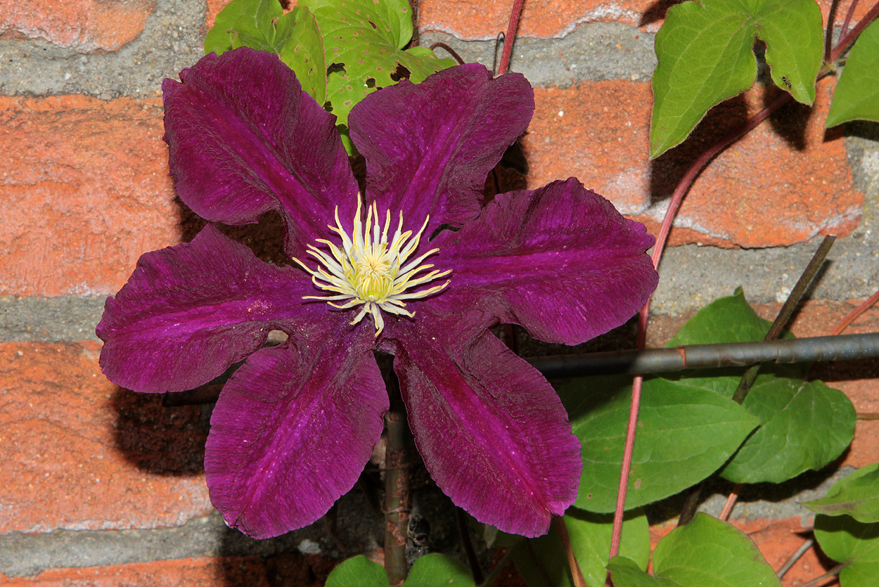 Clematis