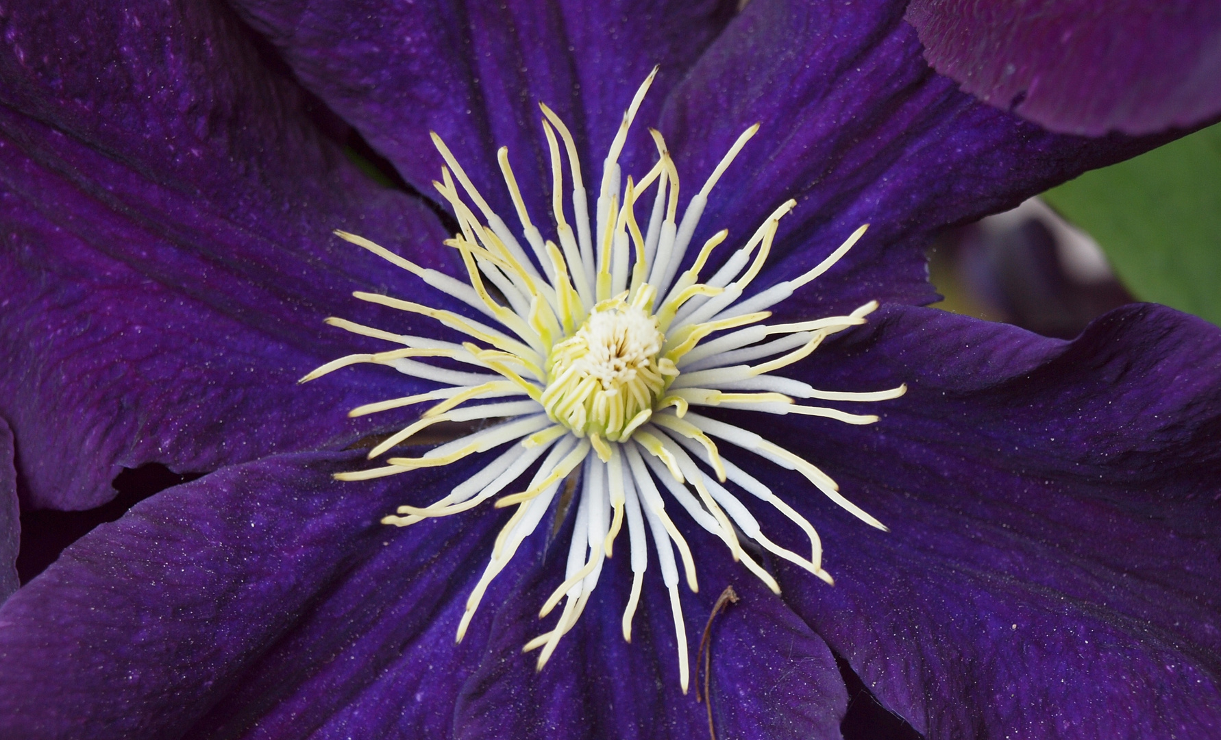 Clematis