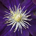 Clematis