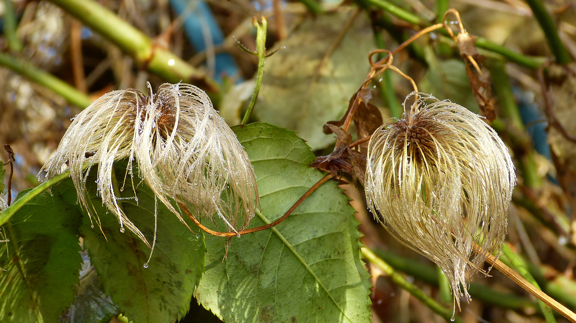 Clematis 3