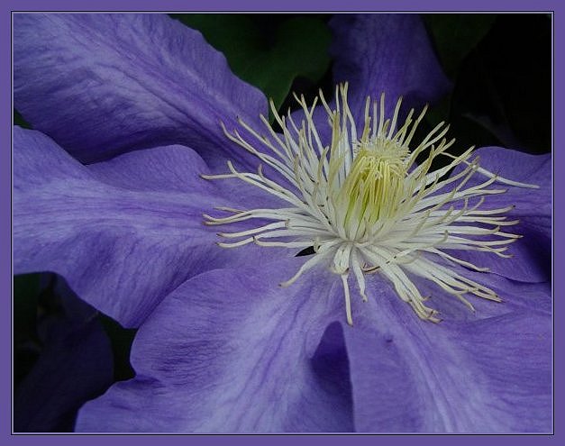 Clematis (3)