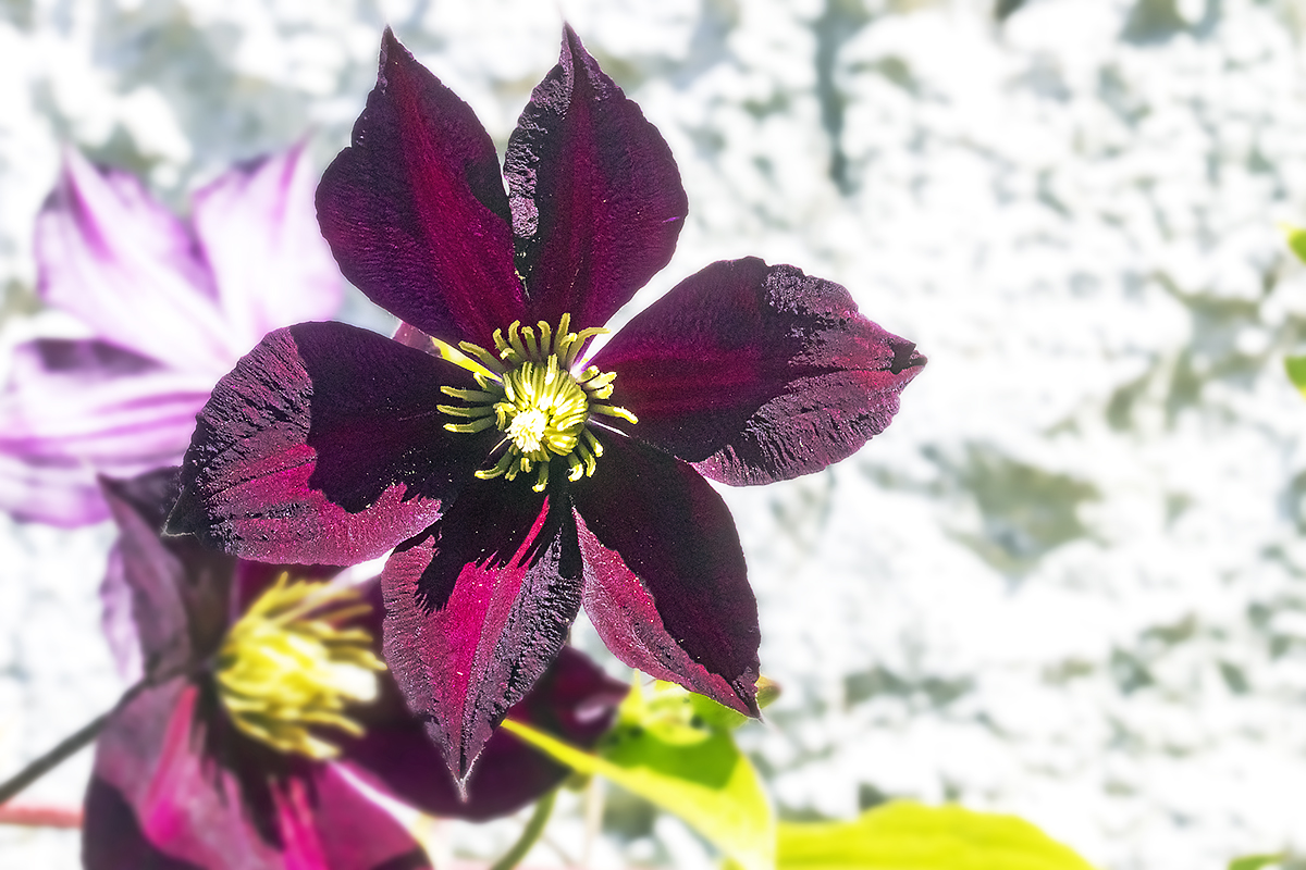 Clematis 3 kl