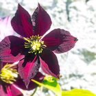 Clematis 3 kl