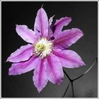 Clematis